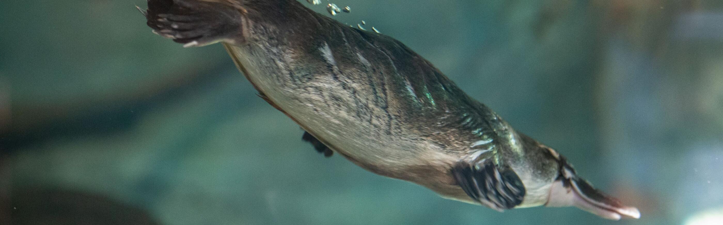 Protecting the Platypus