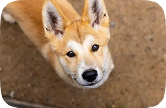 Image of Dingo