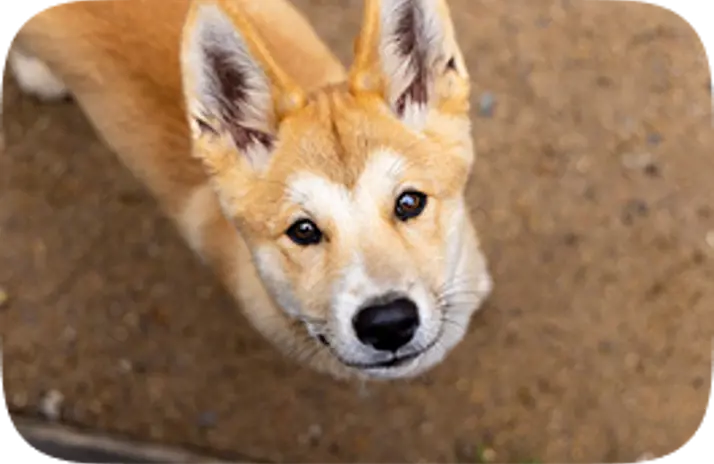 Image of Dingo