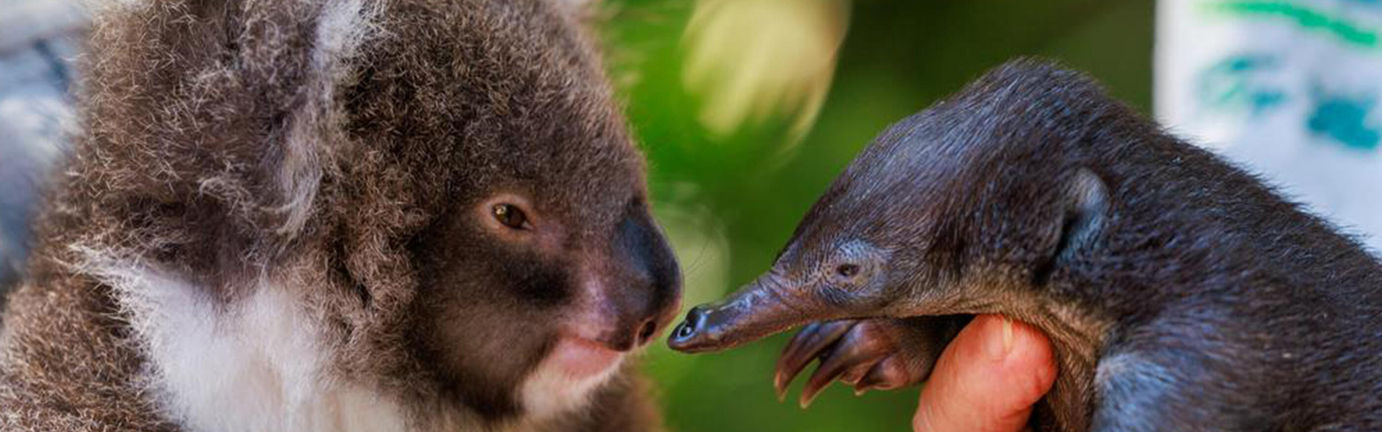 Taronga's Wildlife Hospital Nurtures Australian Icons: Puggle and Koala Joey