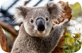 Image of Koala