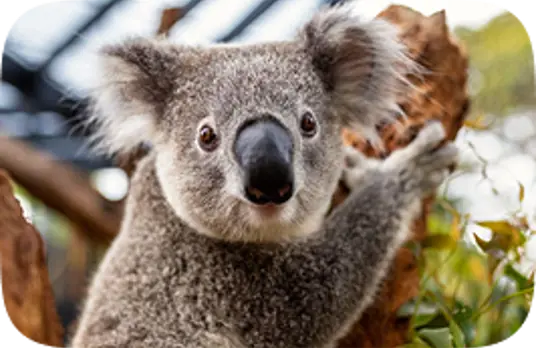 Image of Koala