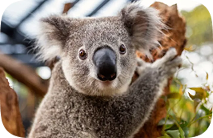 Image of Koala