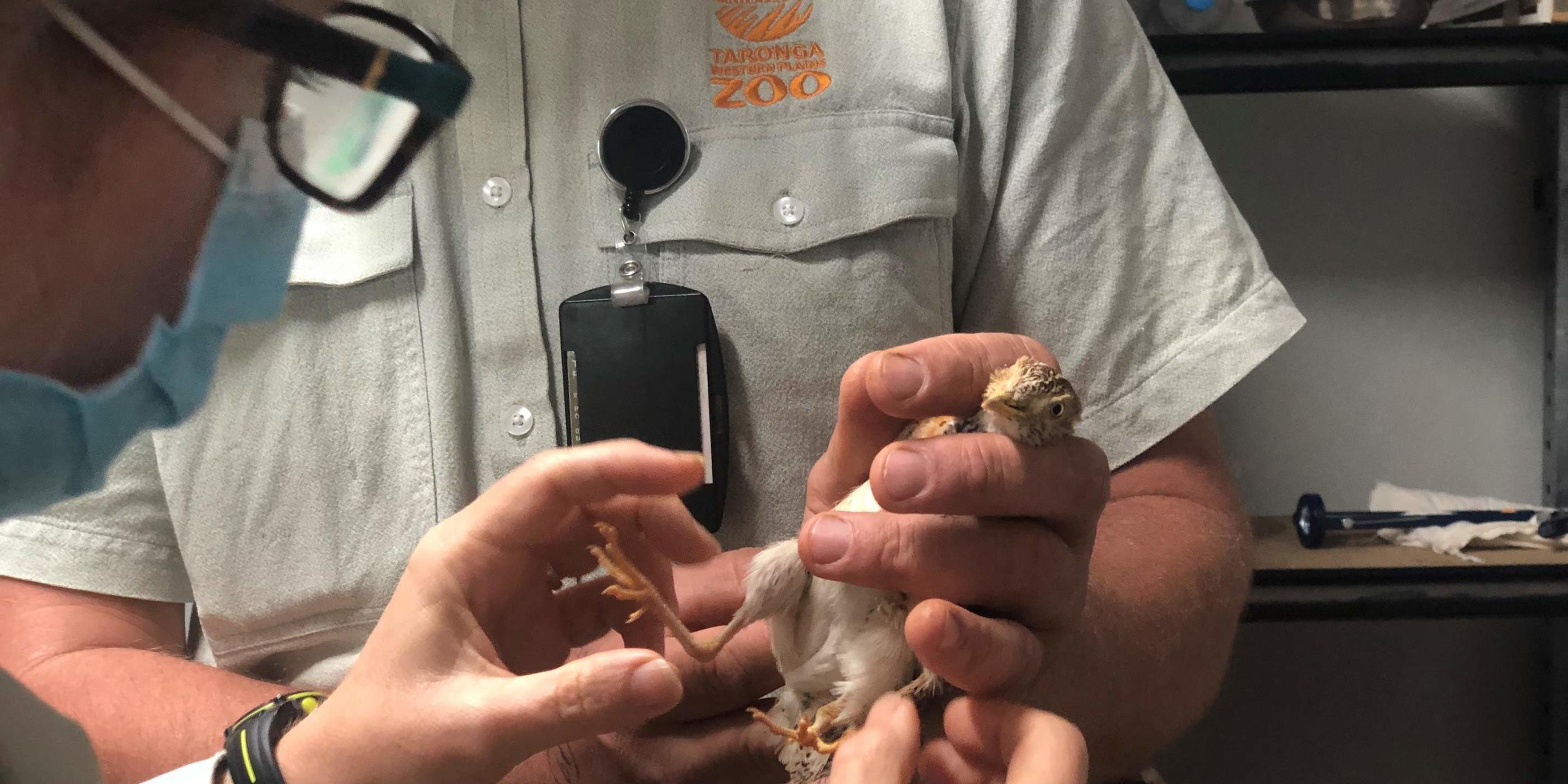 Plains-wanderer chicks pass health check