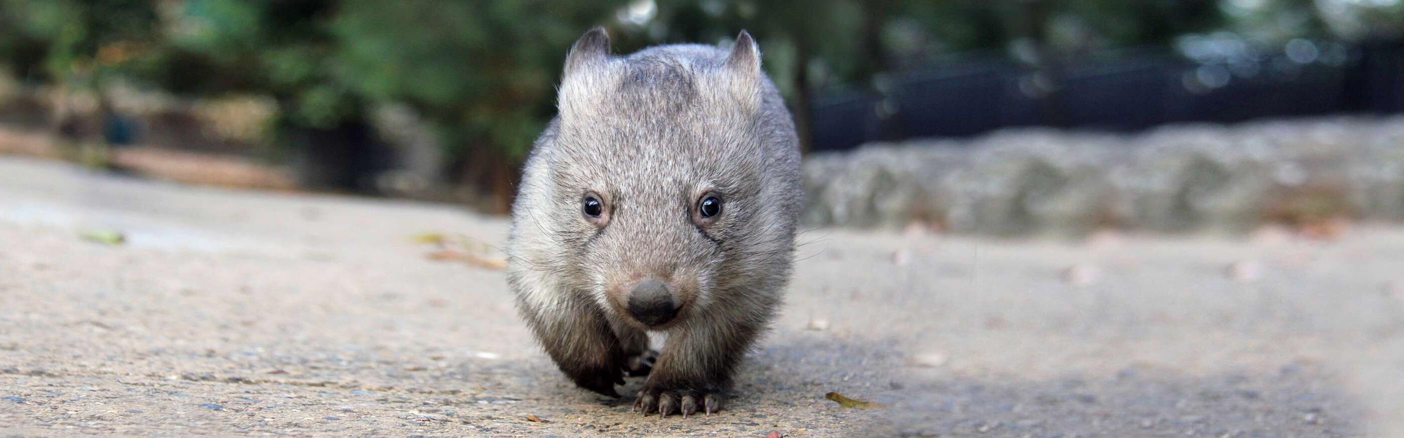 Watch out for wildlife these school holidays