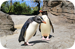 Image of Fiordland Penguin