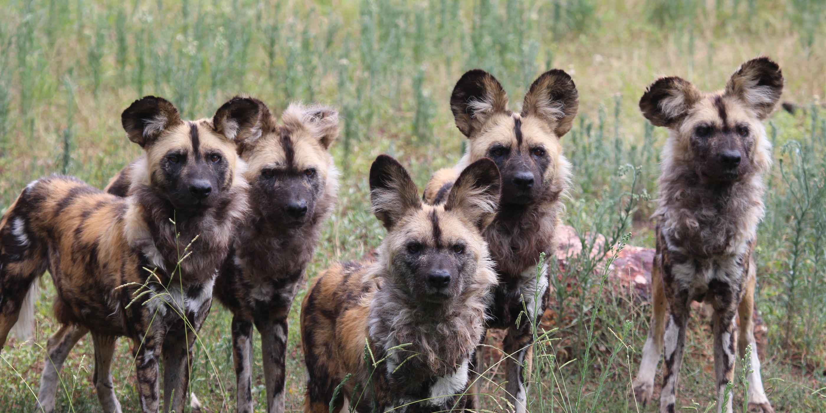 Helping to save the pack