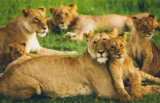 Image of African Lions Test