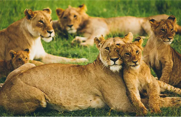 Image of African Lions Test