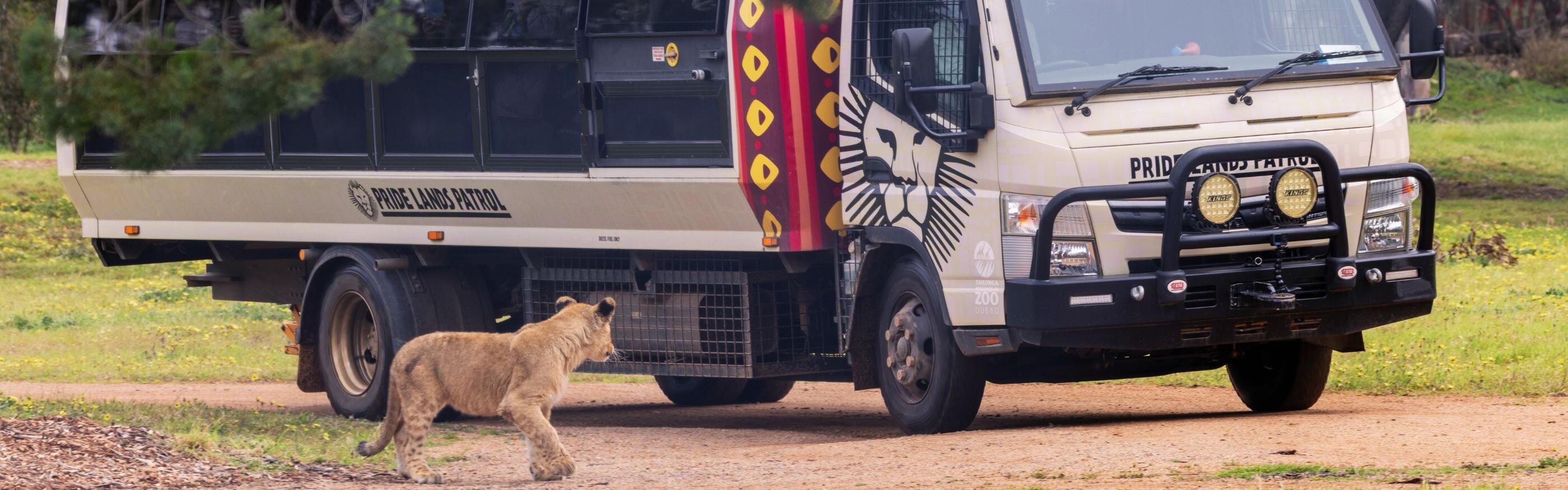 Lion cubs on Patrol