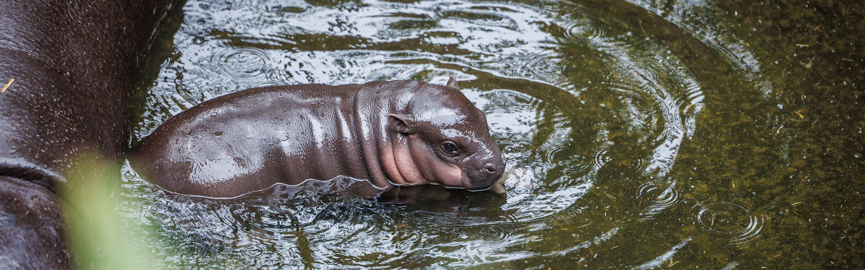 Pygmy Hippo Calf born at Taronga Zoo!