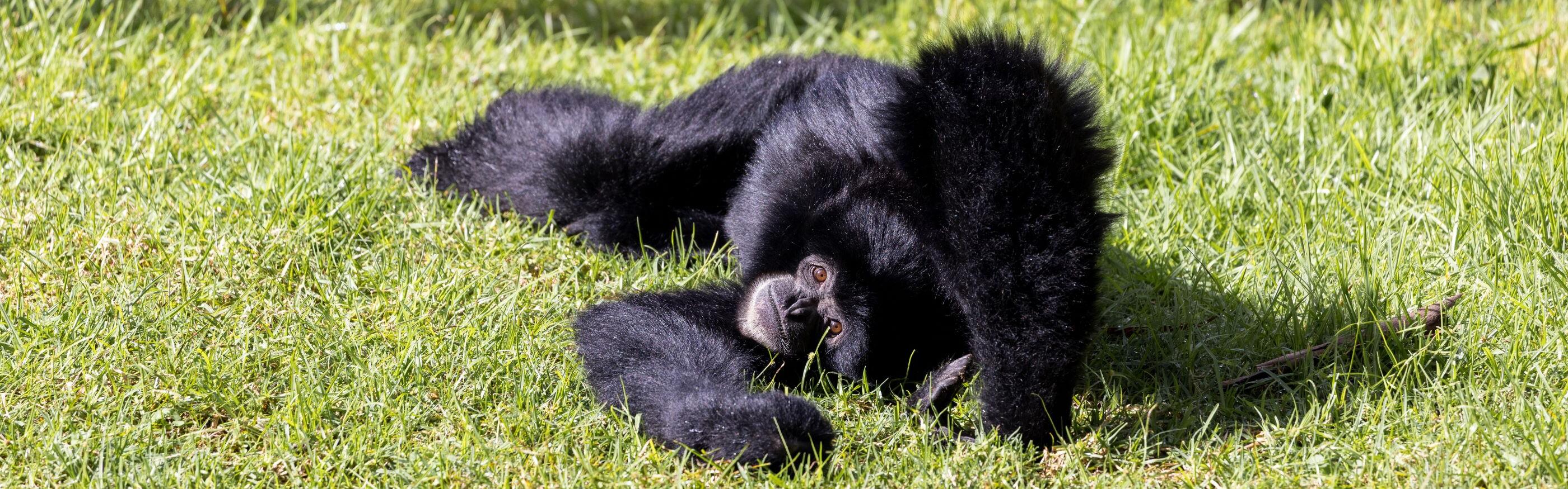 Iconic Species Returns to Taronga Western Plains Zoo