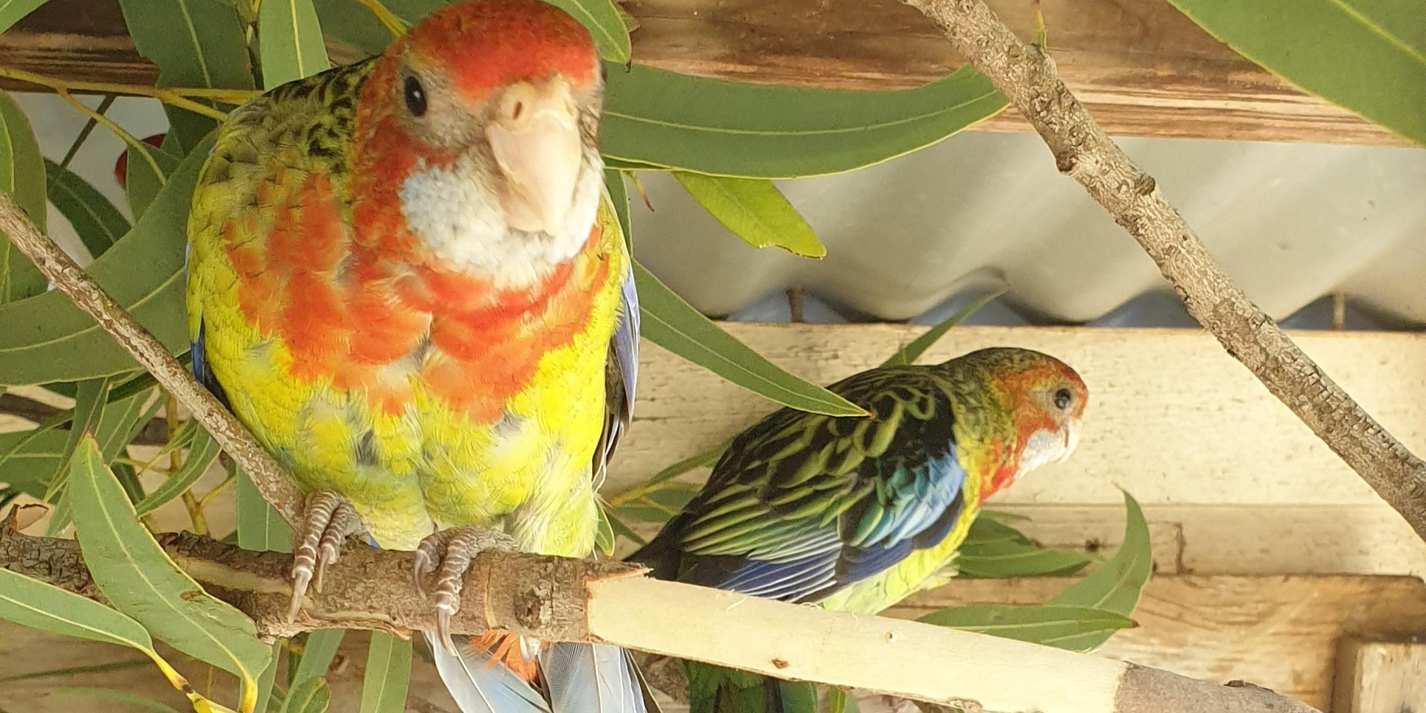 Record month at the Wildlife Hospital