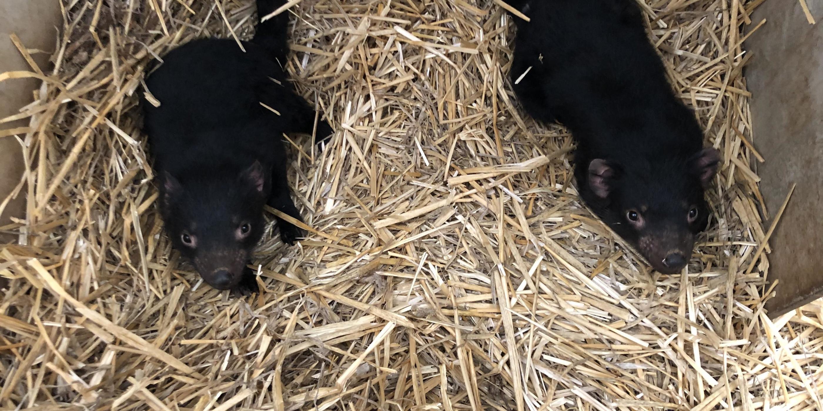 Six Tasmanian Devil joeys born in Dubbo