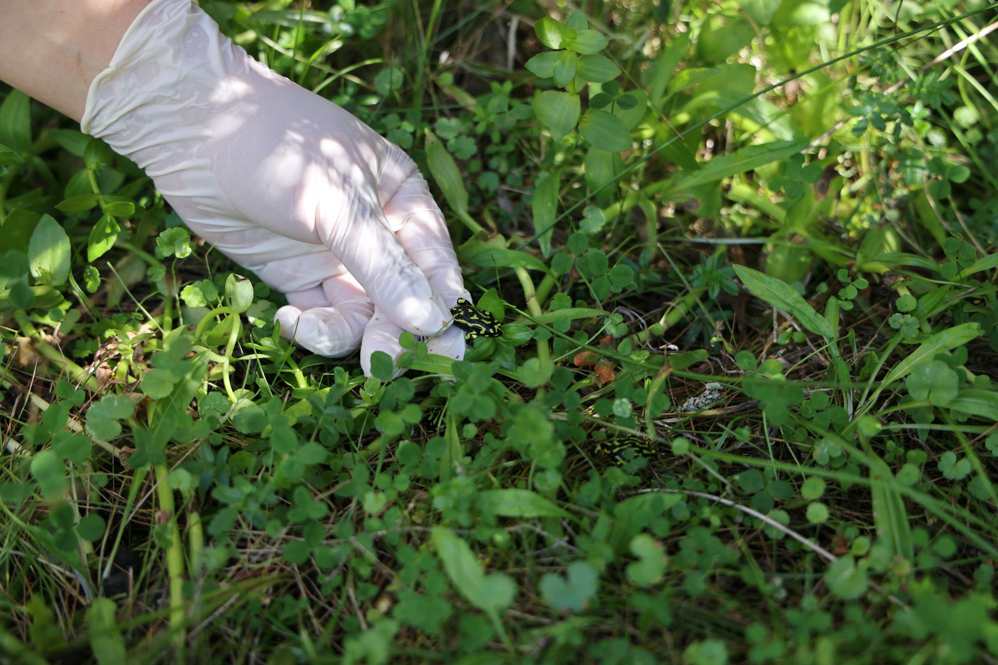 Image of Record Release of 842 Critically Endangered Corroboree Frogs in NSW