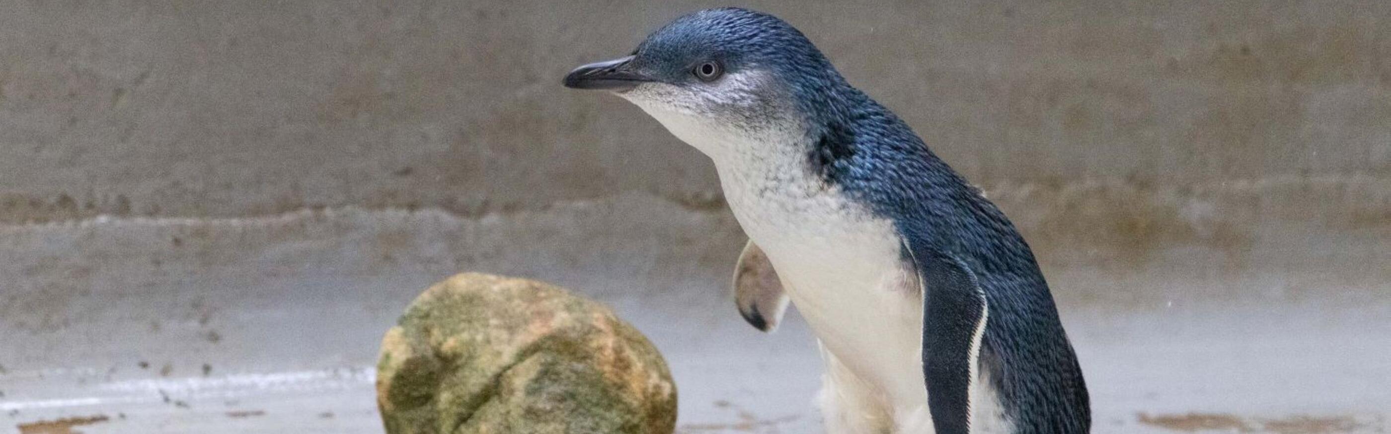 From the Pacific Highway to the Pacific Ocean: