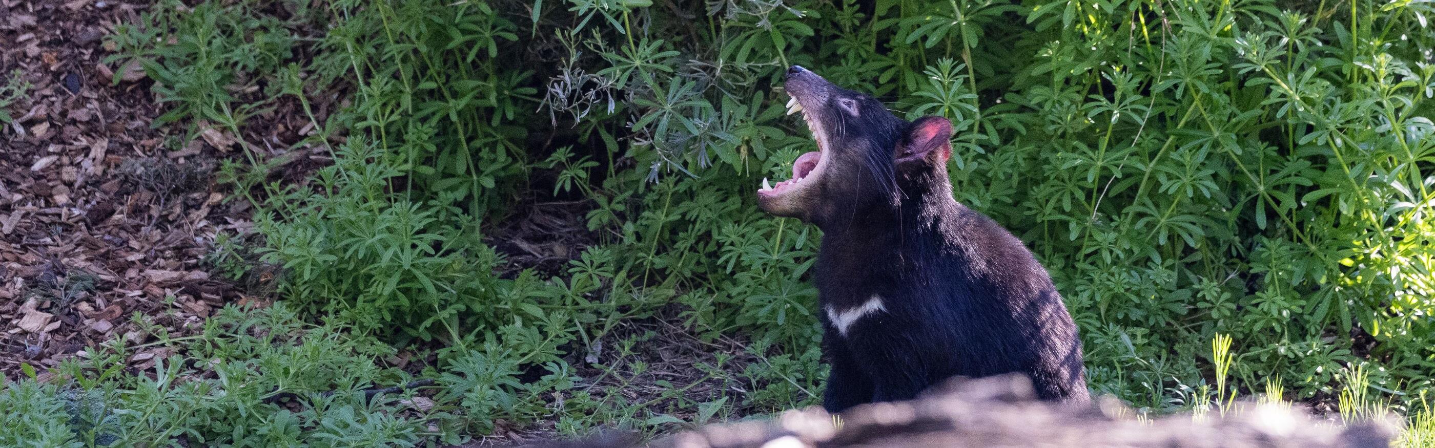 Better the (Tassie) Devil you know