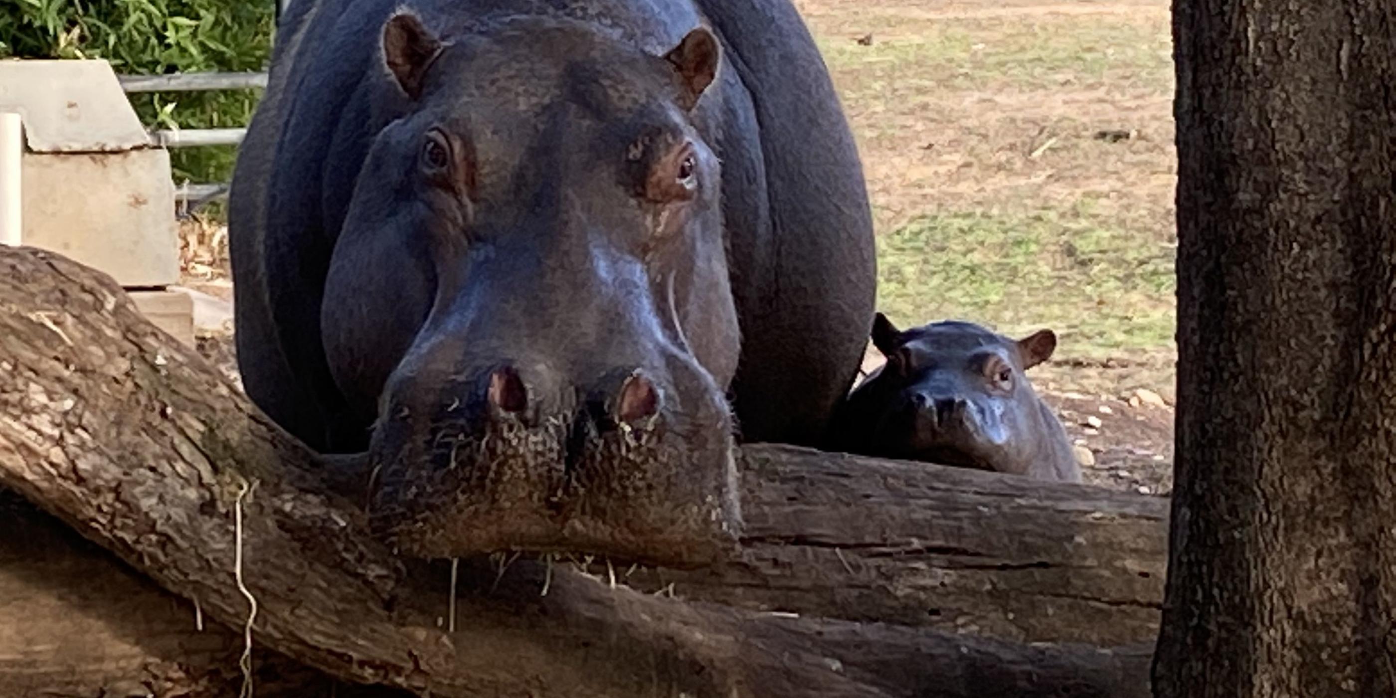 Going from strength to strength