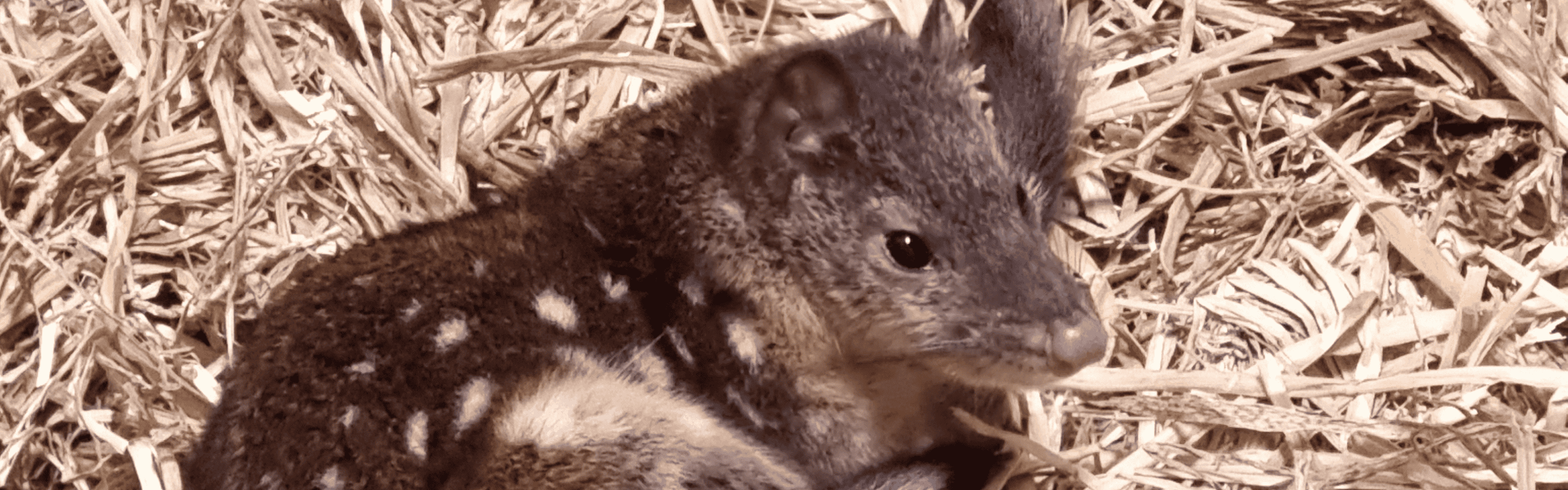 Spotted-tailed Quoll returns to Blue Mountains