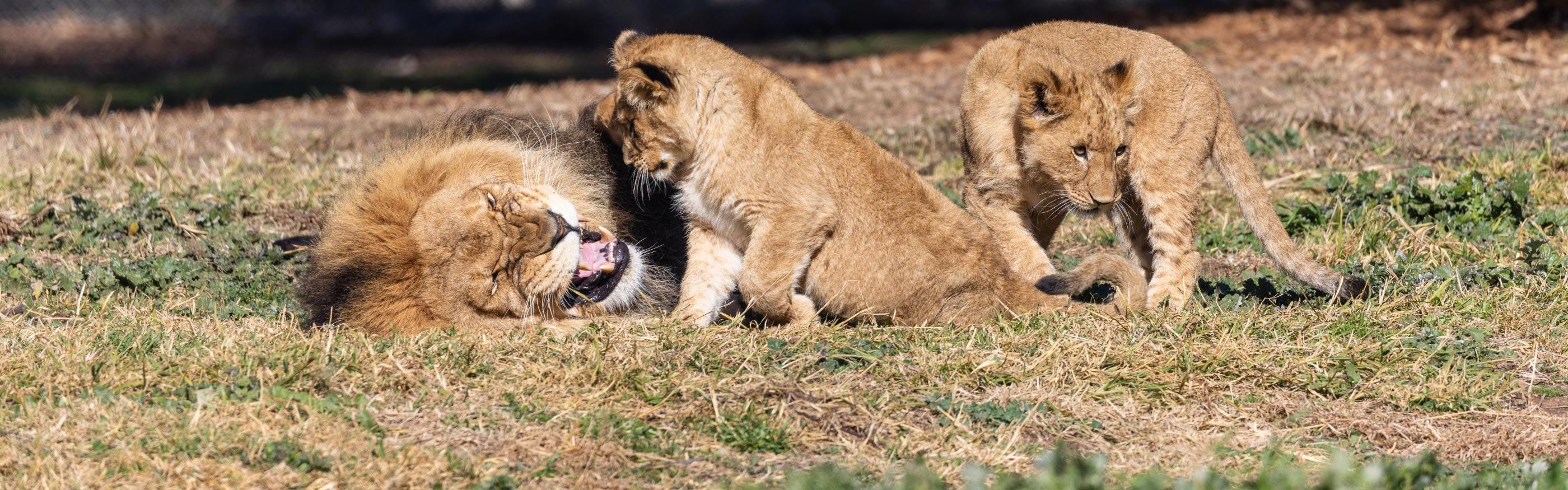 Lion cub trio named in time for World Lion Day