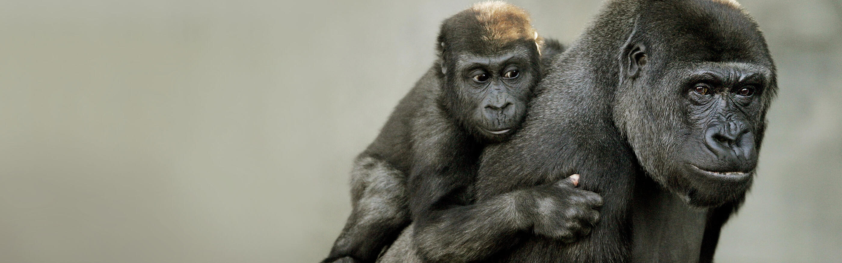 Answer their Call this International Primate Day