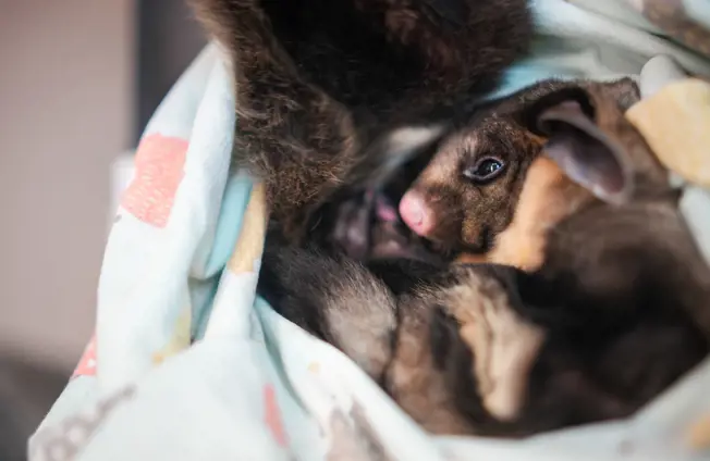 Image of Taronga Giving Day doubles donations for Wildlife Hospital 