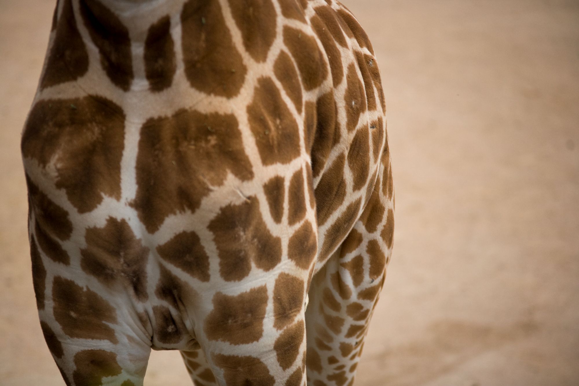 Giraffe pattern