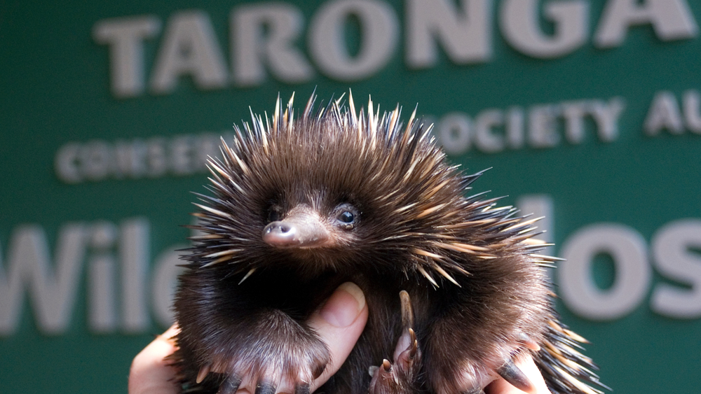 Echidna with Taronga poster