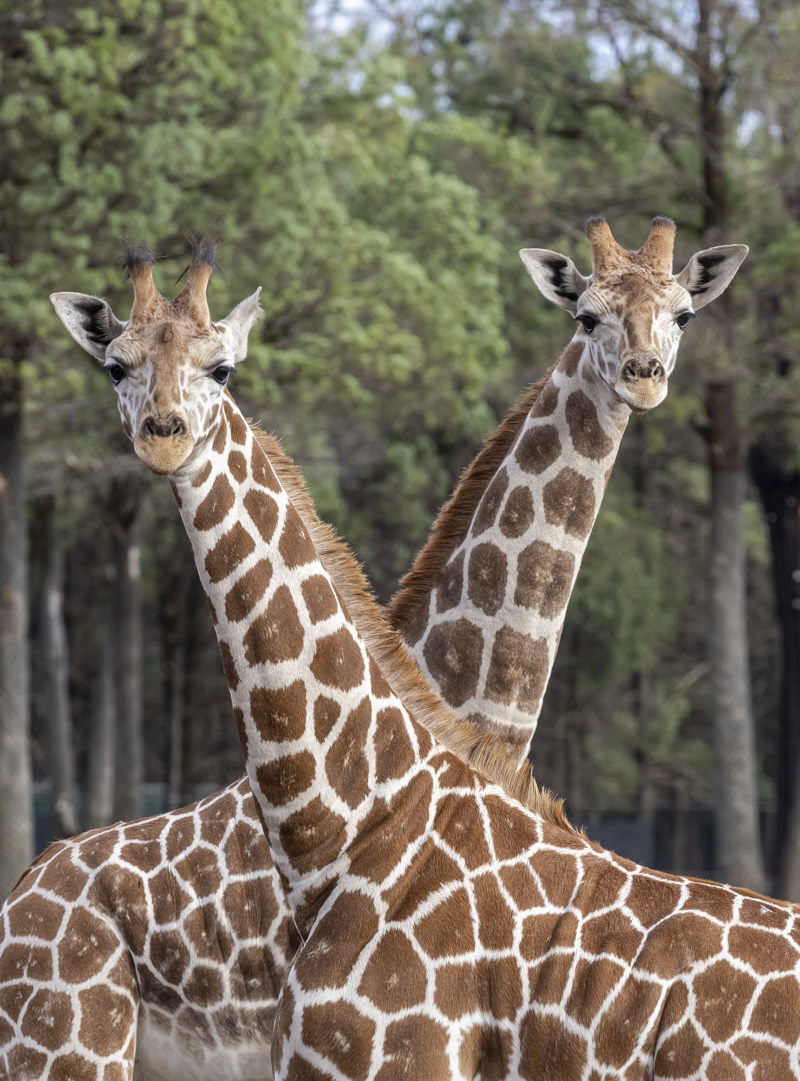 Herd of Giraffe