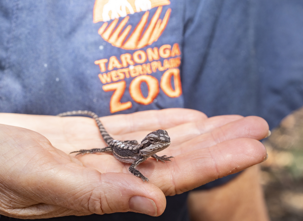 Tiny lizard on hand