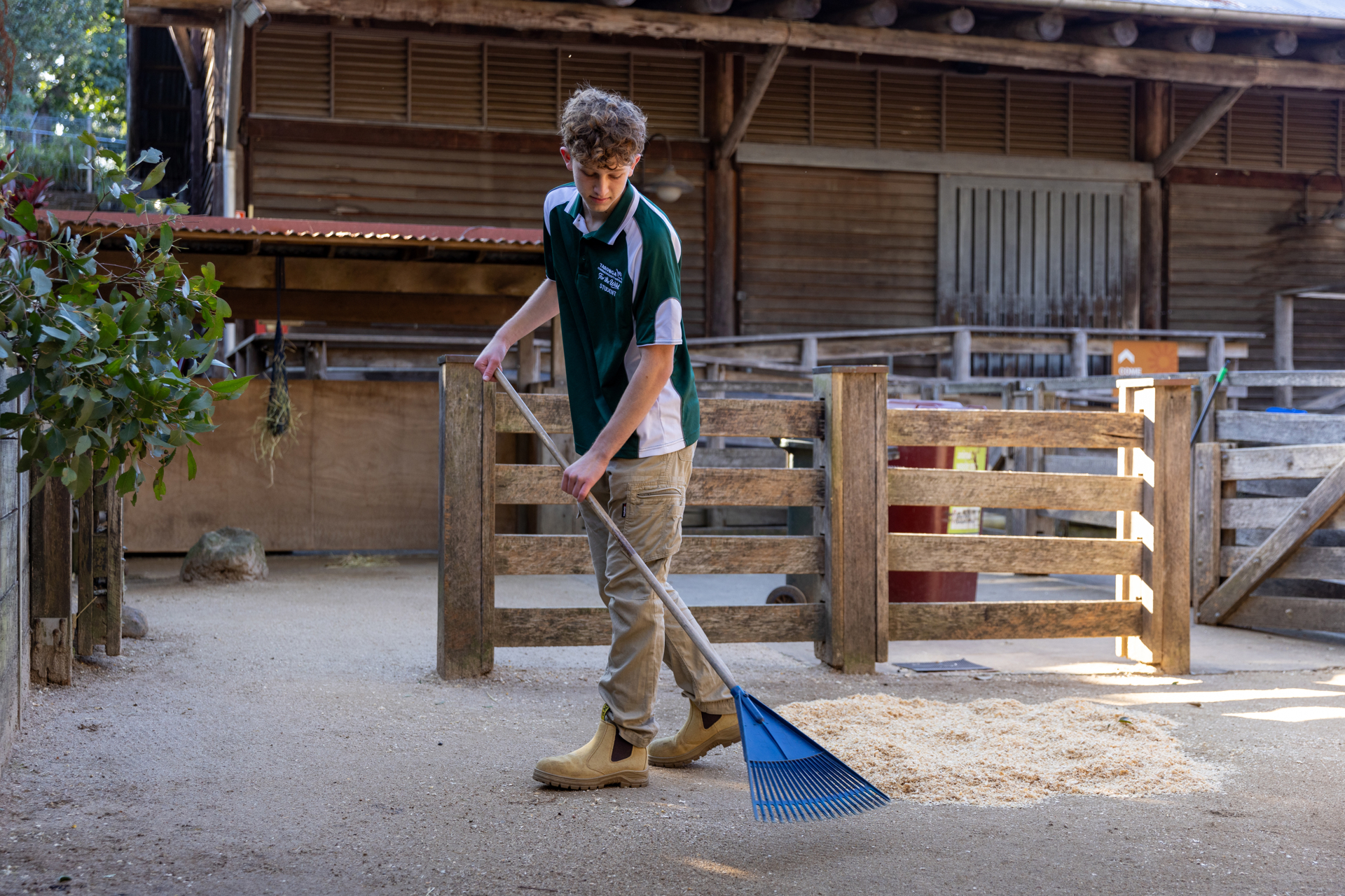 Work Experience Student raking the paddock