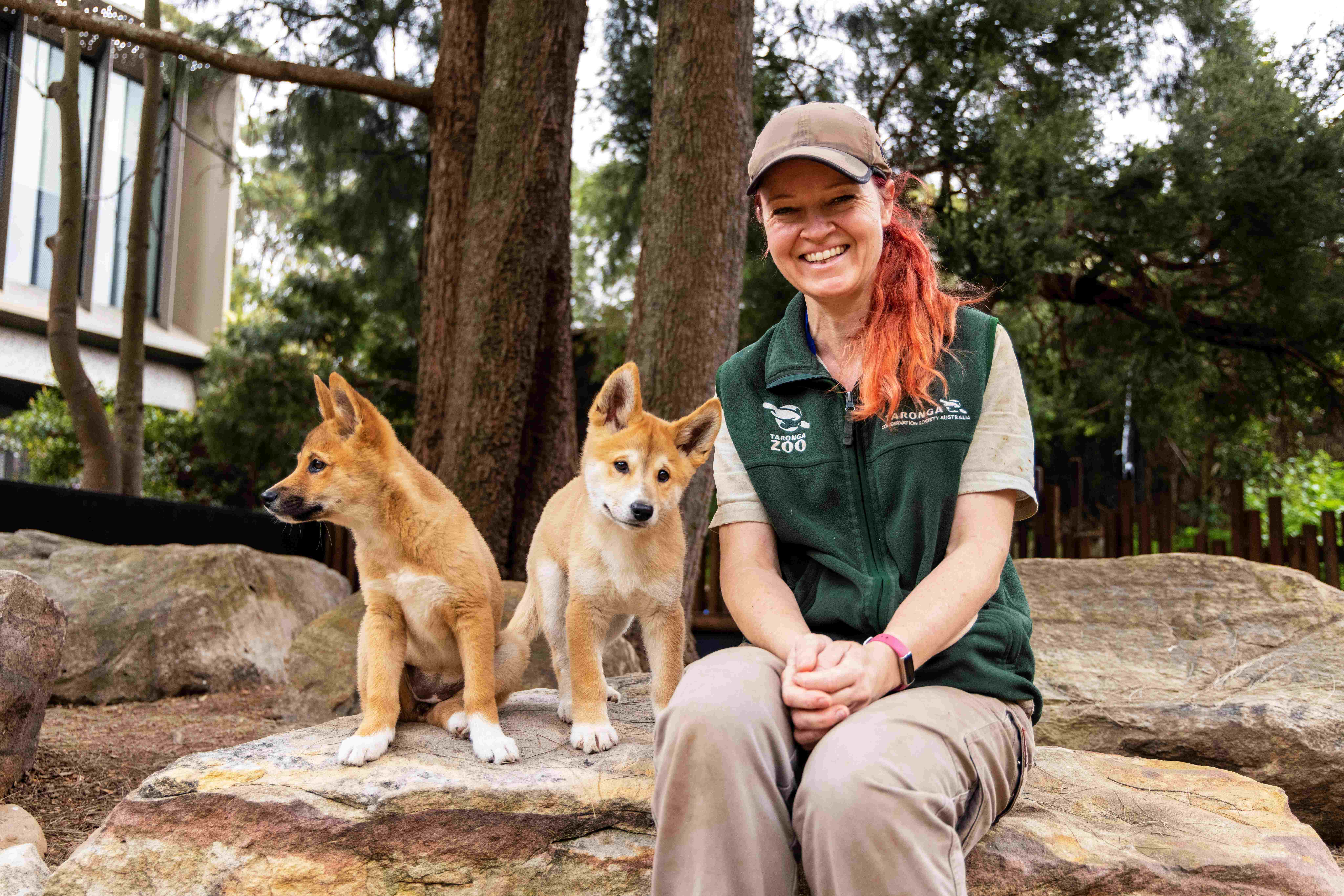 Zoo keeper sitting in enclosure with two young dingoes