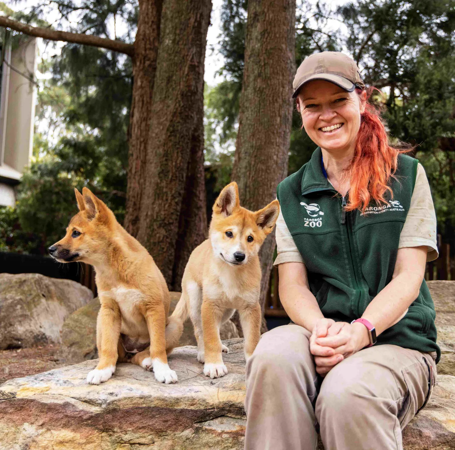 Zoo keeper sitting in enclosure with two young dingoes