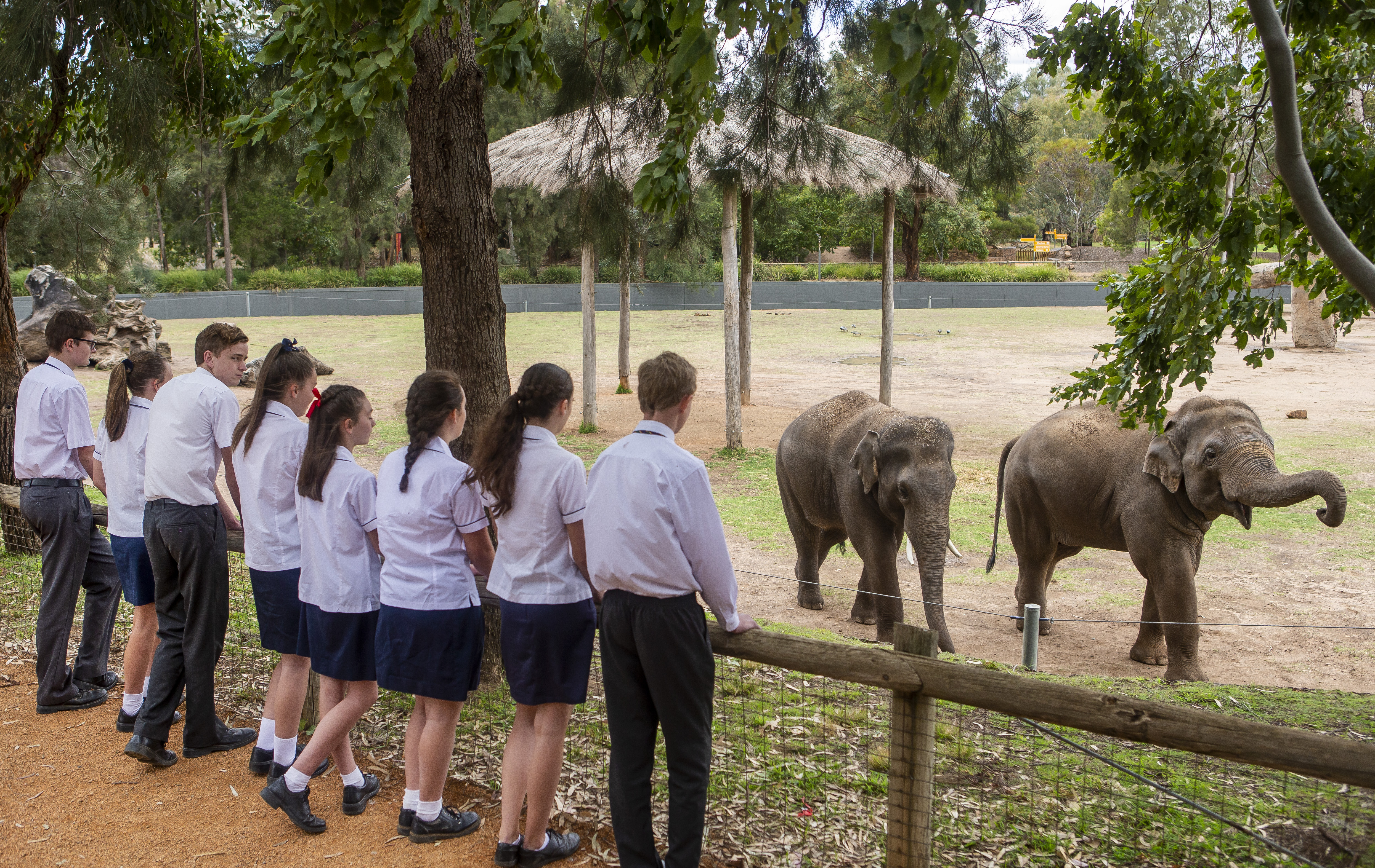 School students watching elephants in a large open zoo habitat.