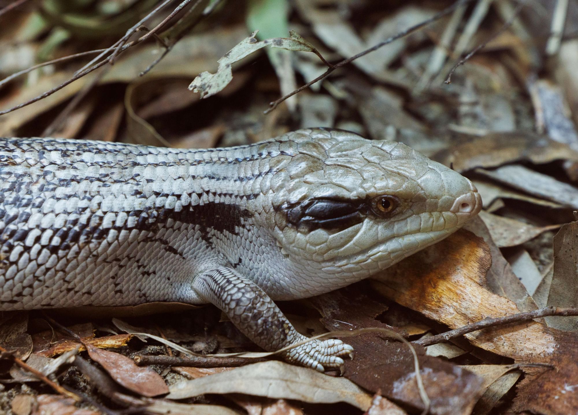 Blue Tongue Lizard on foliage in Amphibian & Reptile Centre at Taronga Zoo
