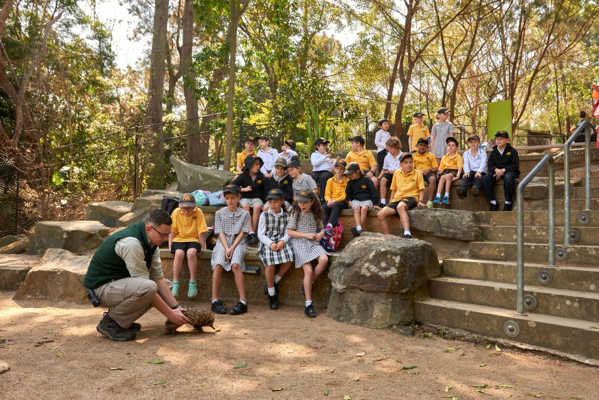 Students observing taronga teacher with echidna in backyard to bush outdoor bush ampitheater learning space
