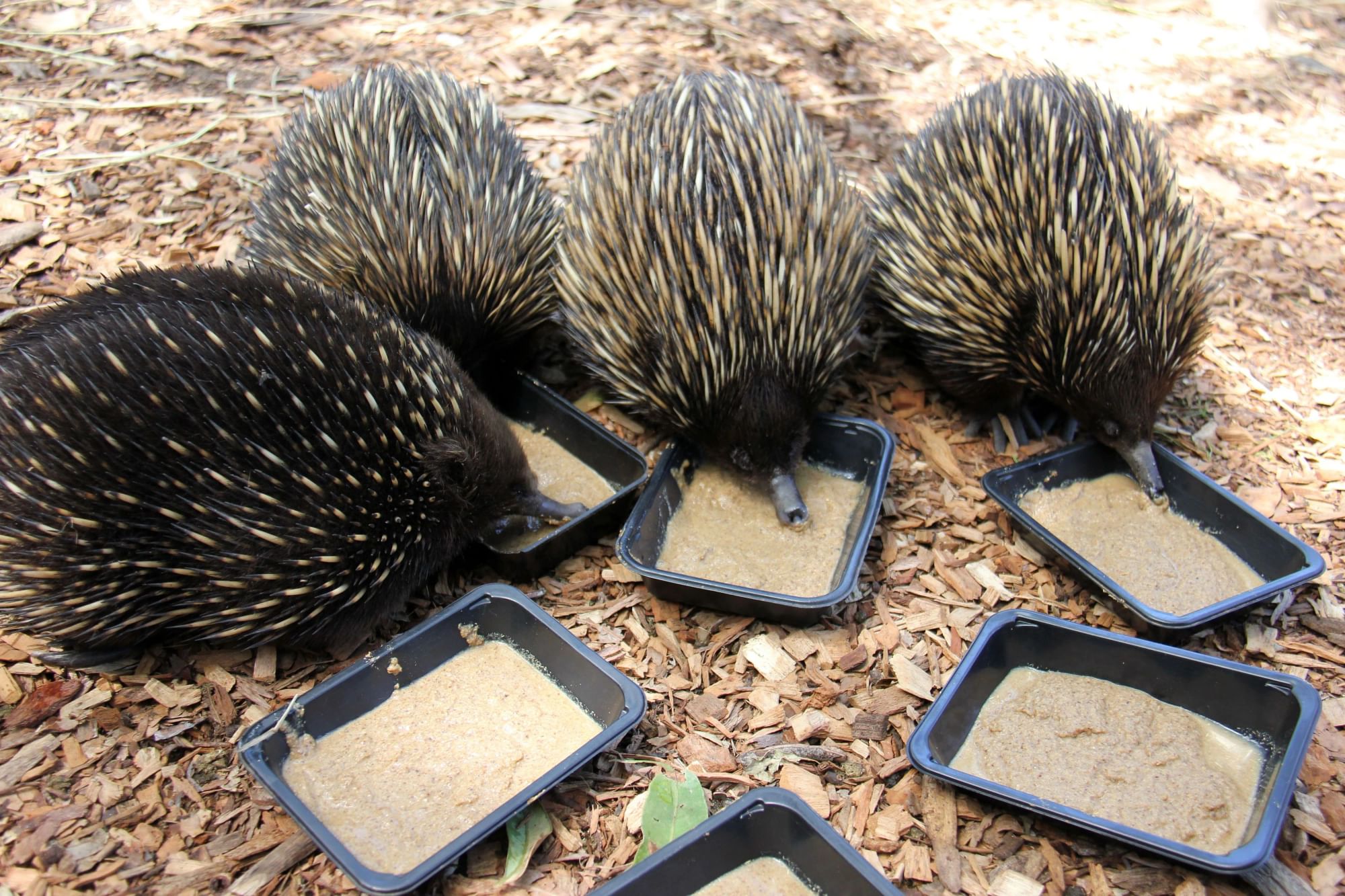 Four echidnas eating specalised diet out of food trays