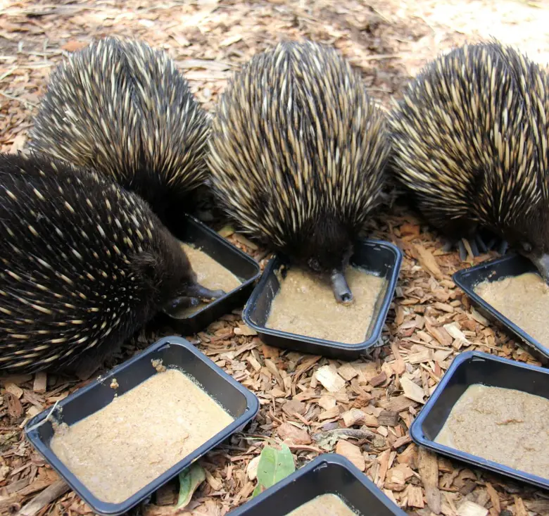 Four echidnas eating specalised diet out of food trays