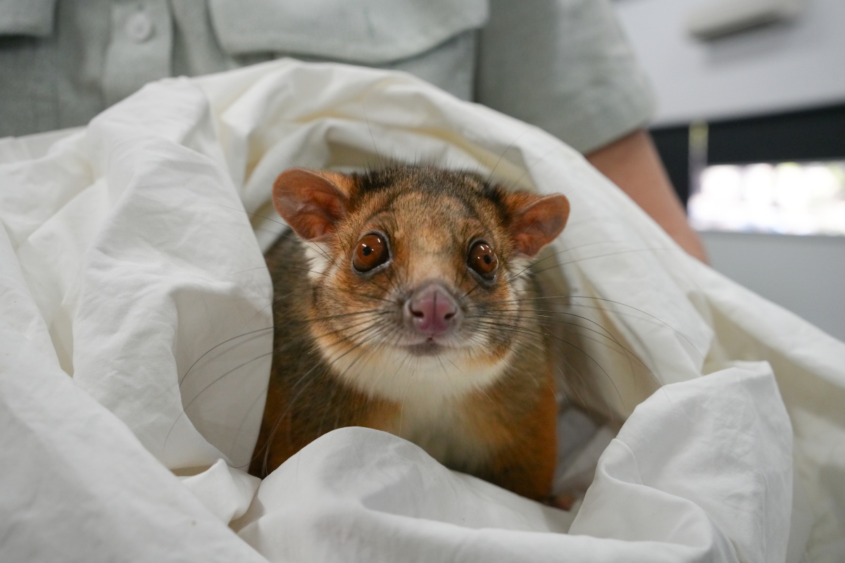 Possum in soft pouch looking at camera