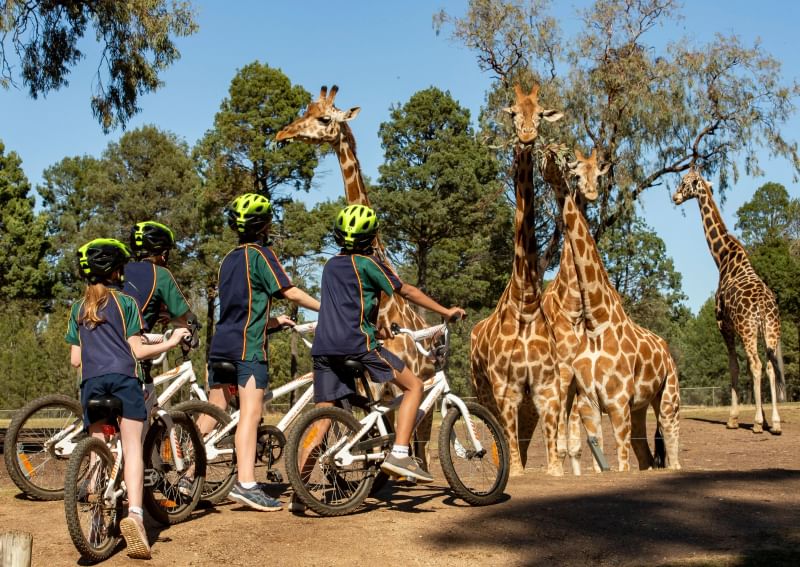Children wearing helmets on bikes stop to watch a group of giraffes in an open range wildlife Zoo setting.