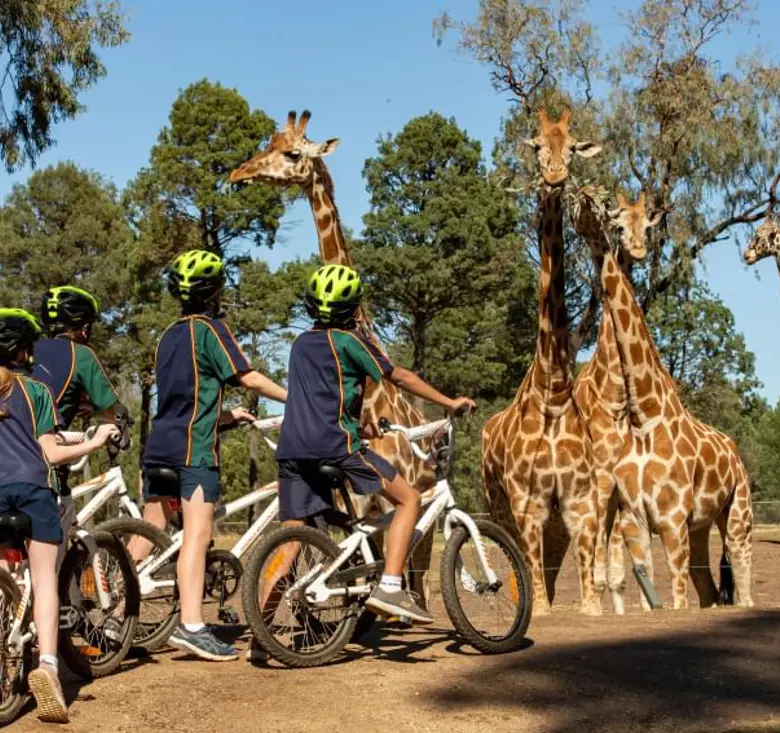 Children wearing helmets on bikes stop to watch a group of giraffes in an open range wildlife Zoo setting.