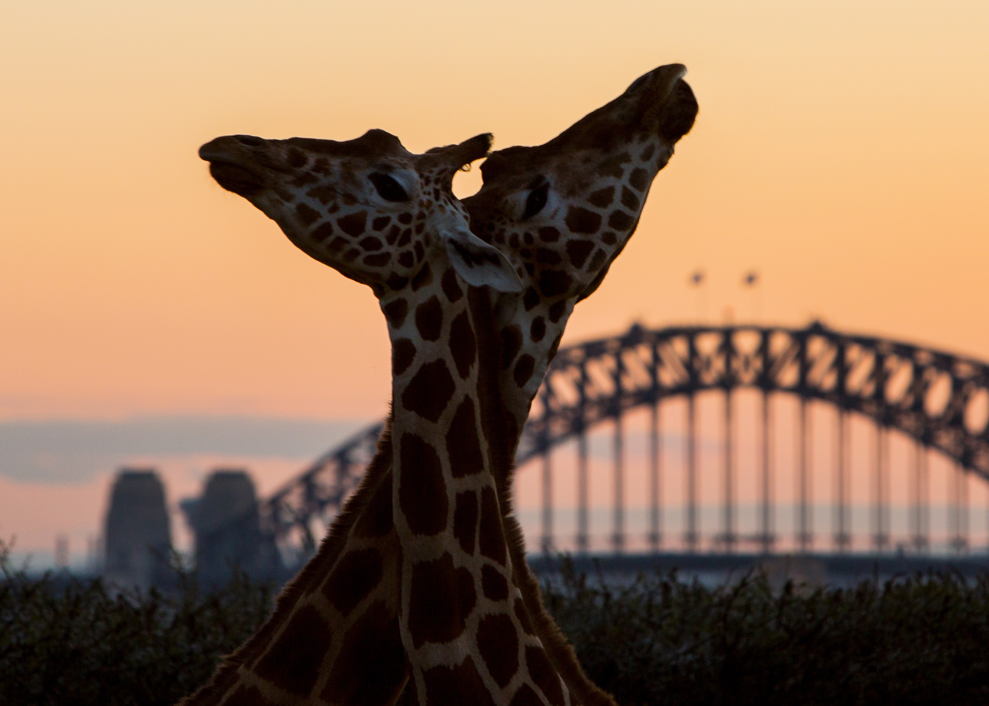 Two giraffes with Sydney Harbour Bridge in the background at sunset.