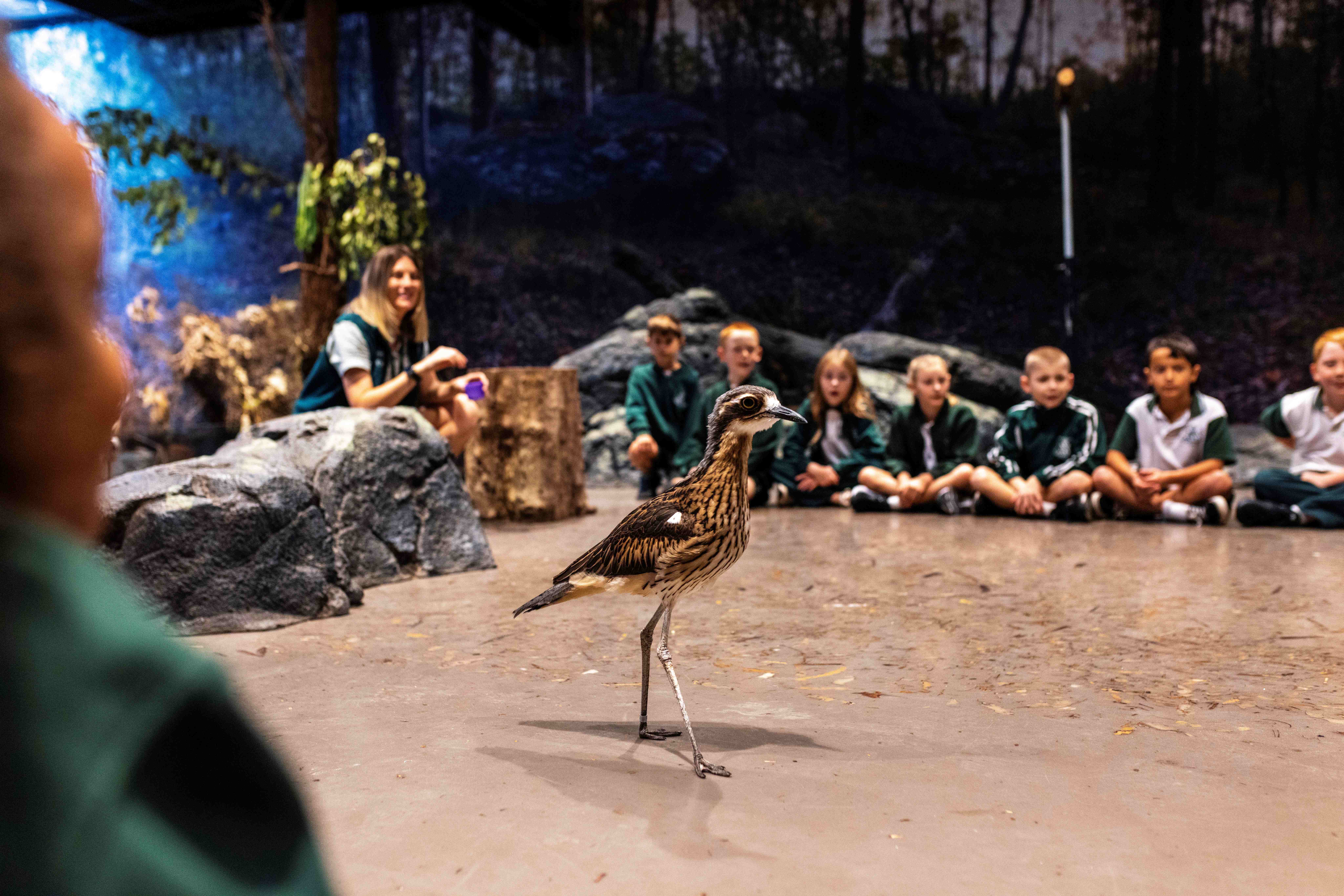 Students seated in immserive classroom setting watching an Bush stone-curlew walk around.