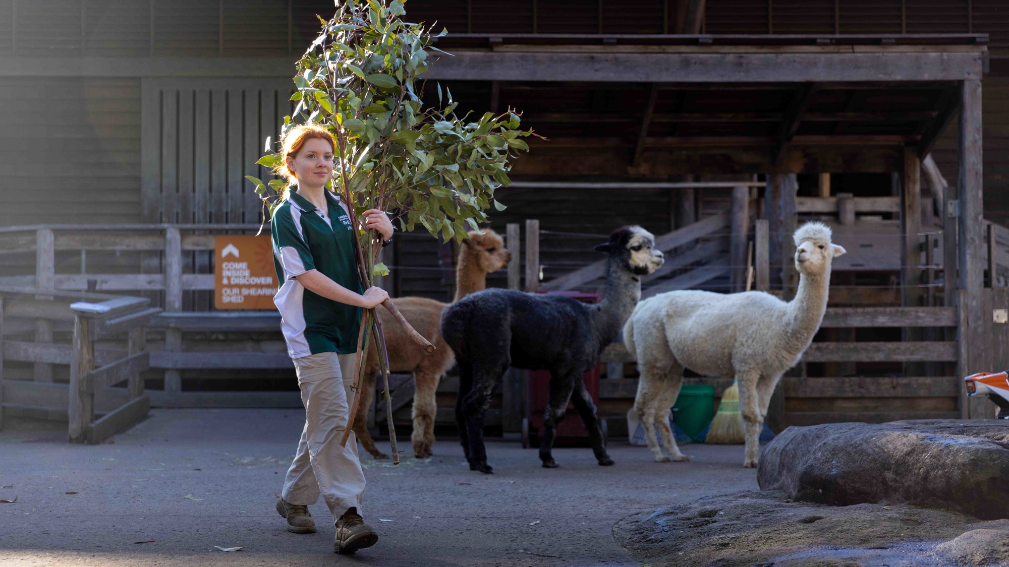 Certificate II student with alpacas