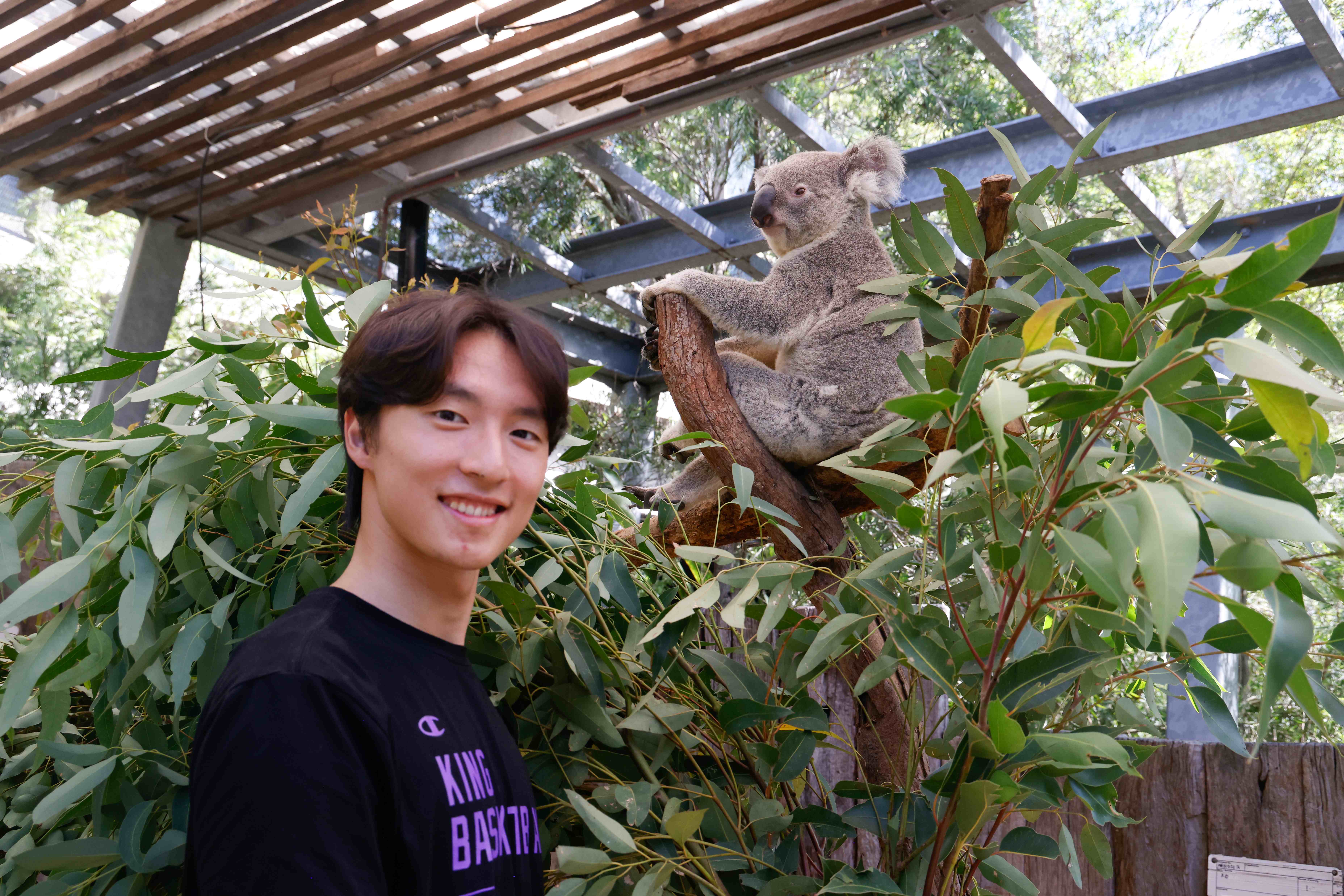 Koala sitting in a tree while a visitor stands nearby at Taronga Zoo Sydney.