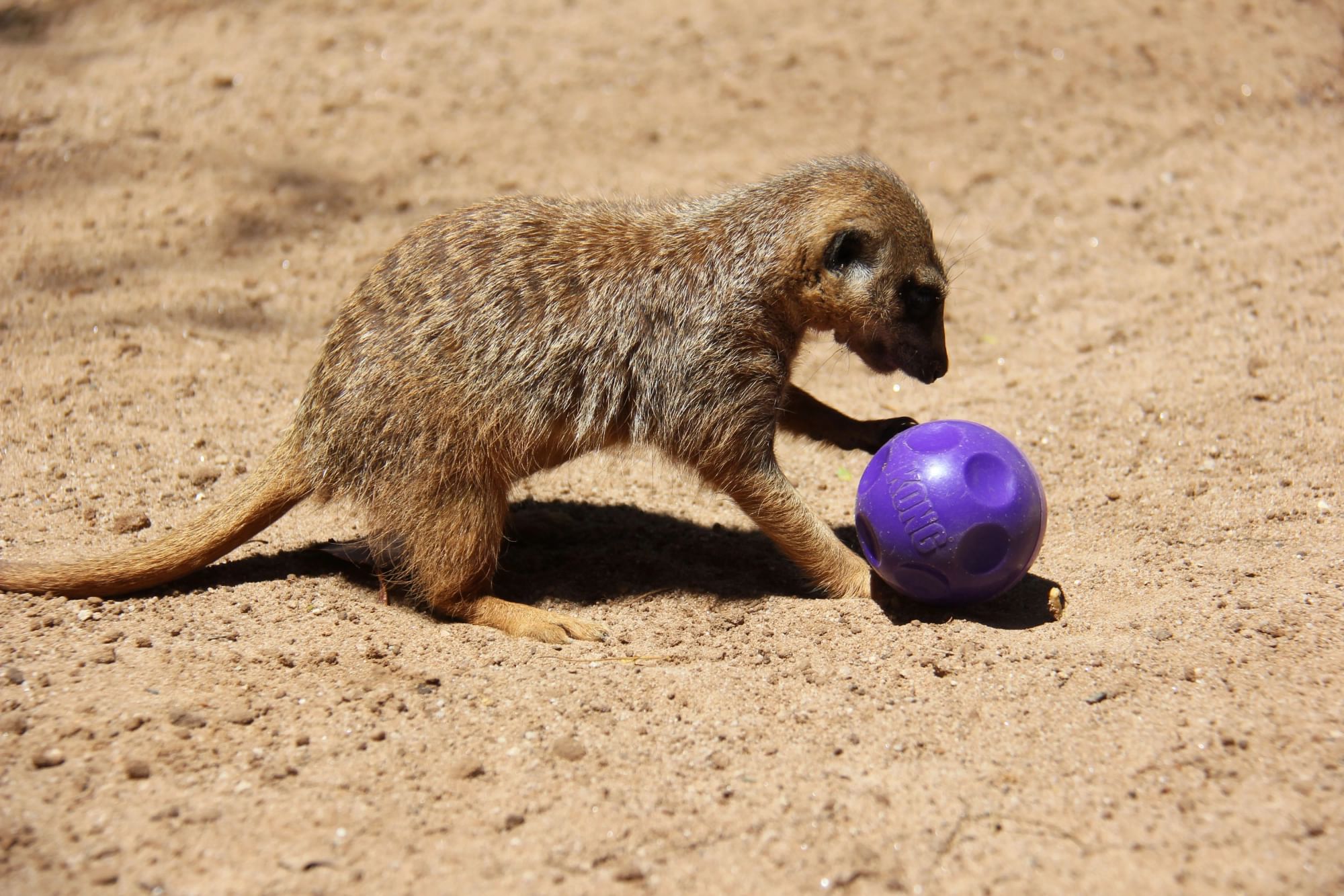 Meerkat playing with a purple enrichment ball in a sandy enclosure.