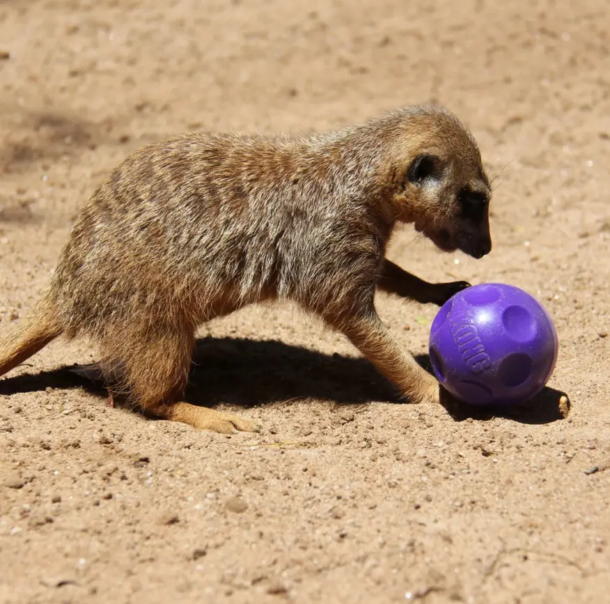 Meerkat playing with a purple enrichment ball in a sandy enclosure.