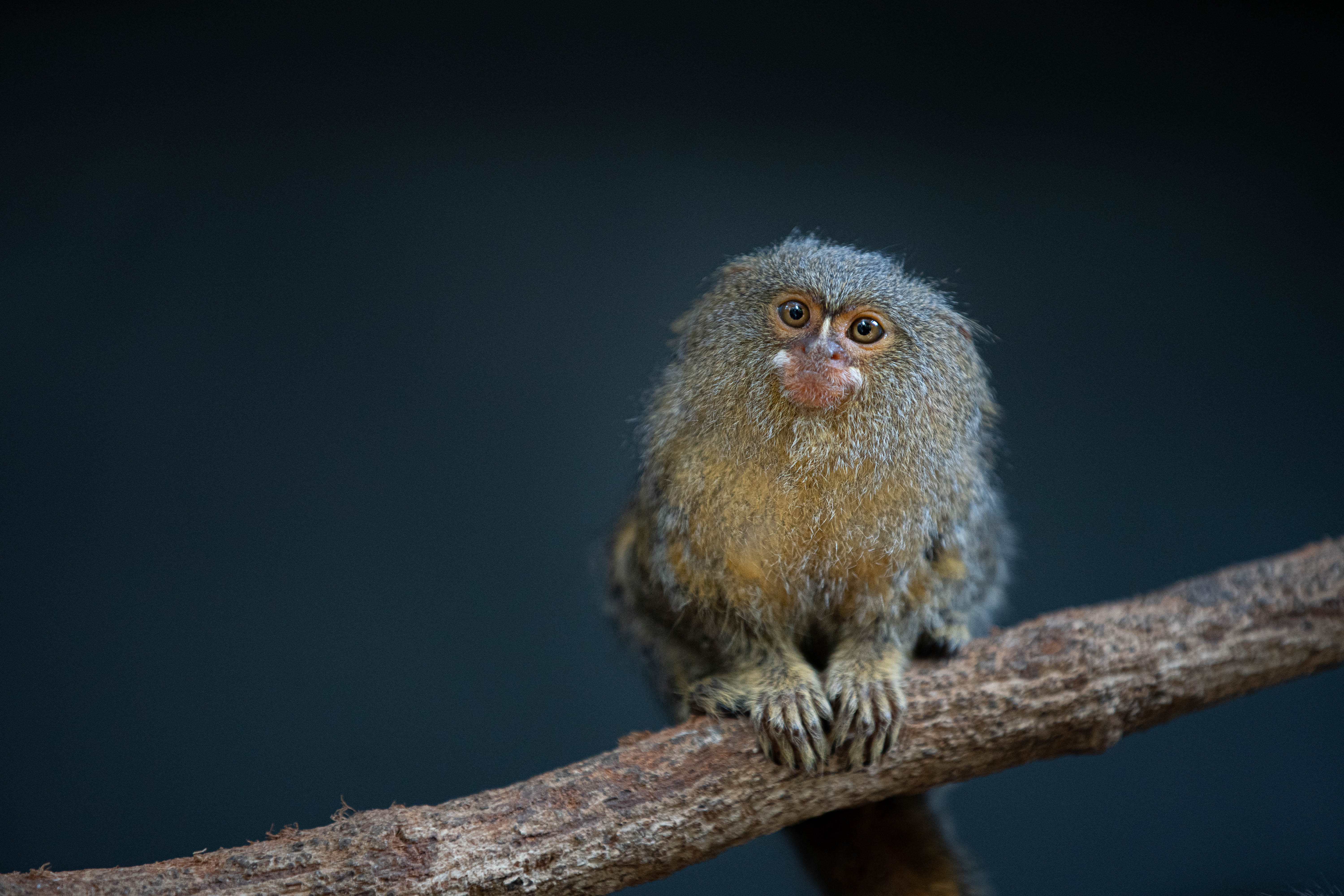 Pygmy marmoset sitting on a branch at Taronga Zoo Sydney.