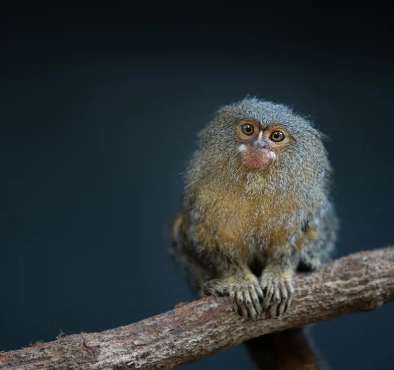 Pygmy marmoset sitting on a branch at Taronga Zoo Sydney.