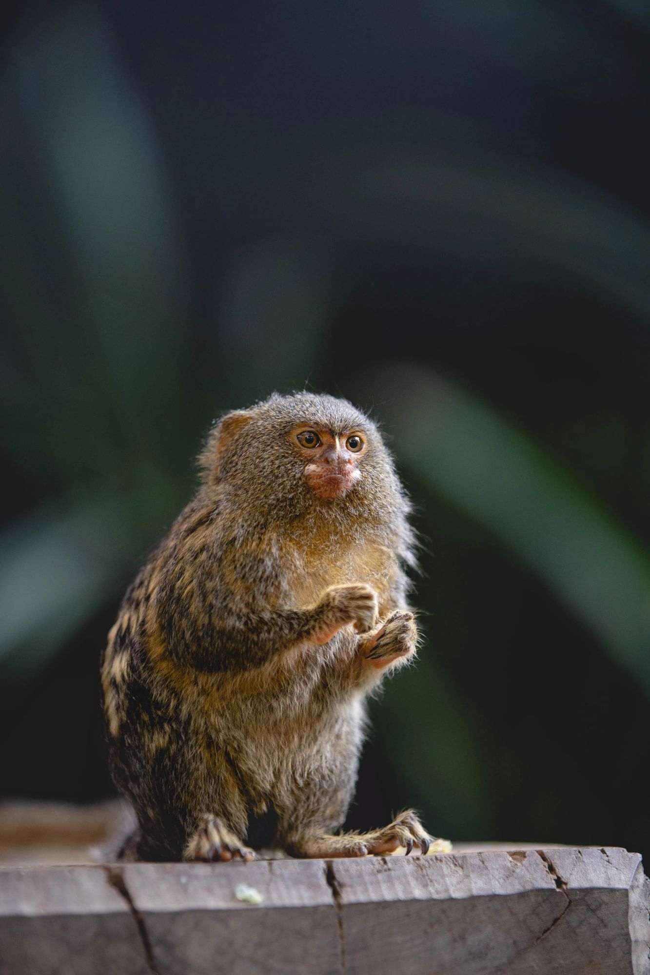 Pygmy marmoset perched on a branch holding food at Taronga Zoo Sydney.